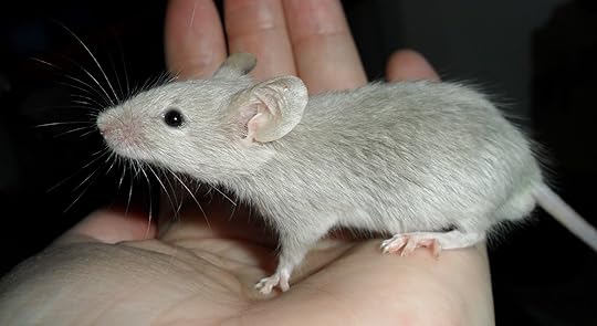 Black mouse,mouse,pocket pet,pet,small pet - free image from needpix.com