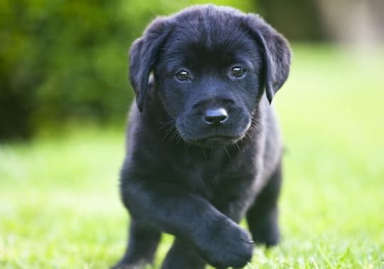 Labrador Retriever Dog Wholesale Suppliers in Gorakhpur Uttar Pradesh India | ID - 4549827