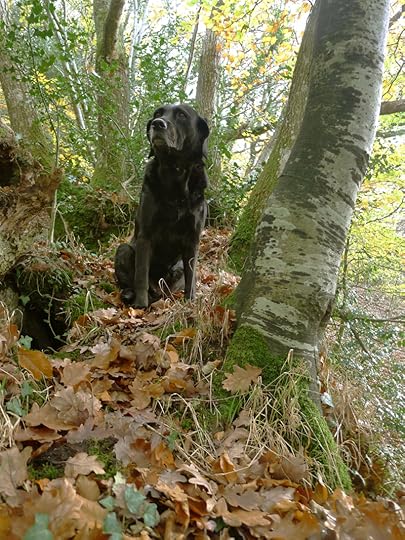 Tilly in the autumn woods