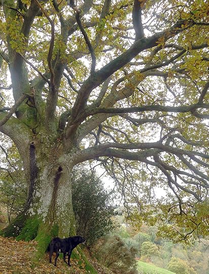 Tilly and her friend Old Oak