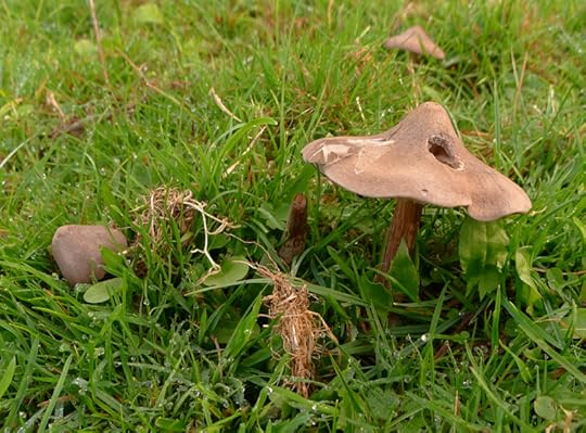 Mushrooms in the field 1