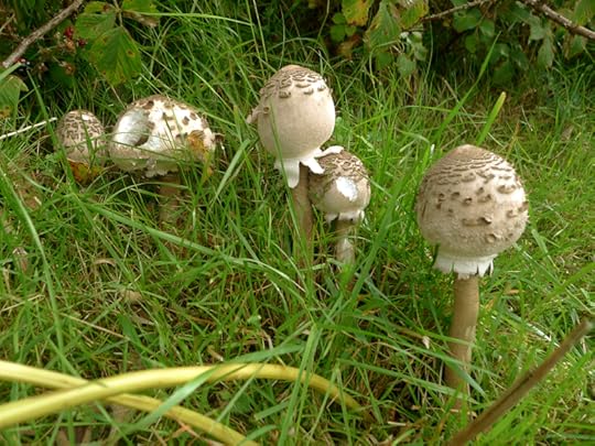 Mushrooms in the field 2
