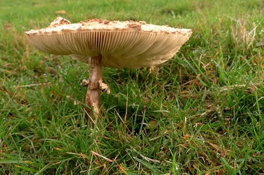 Mushrooms in the field 3