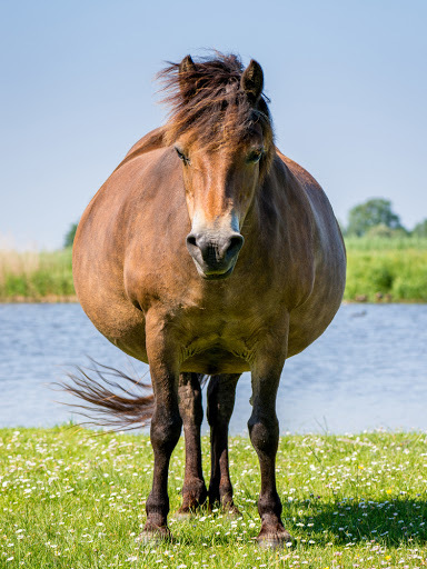 How To Take Care Of Pregnant Mares