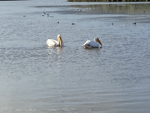 This image has an empty alt attribute; its file name is pelicans-pic.jpg