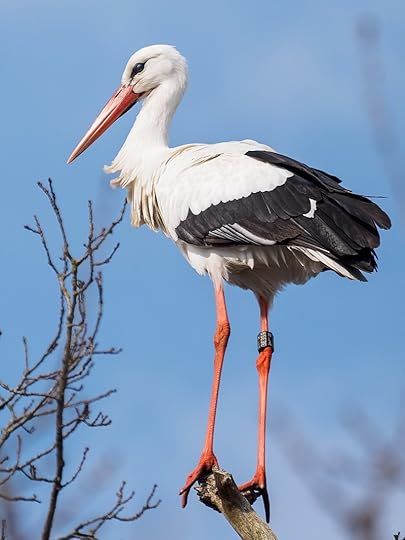 ringed white stork