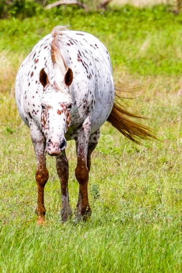 pregnant horse | Horses | Animals | Pixoto
