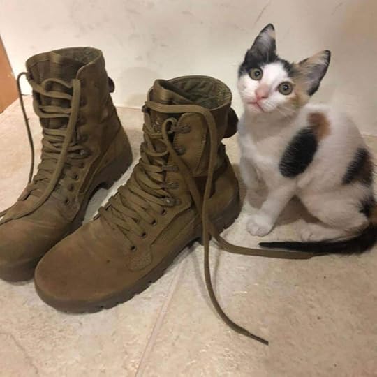 army-soldier-kitten