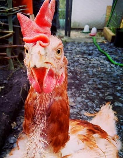 Henrietta the scruffy little chicken. Living self-sufficiently