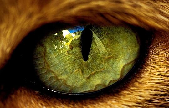Wallpaper green, eyes, reflection, animal, contour, wool, the pupil, red, Fox, eye images for desktop, section животные - download