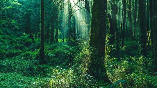 Forests, Woods, Jungles: What's the Difference | Mental Floss