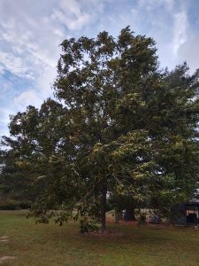 Image: Peacn tree blowing in the wind.