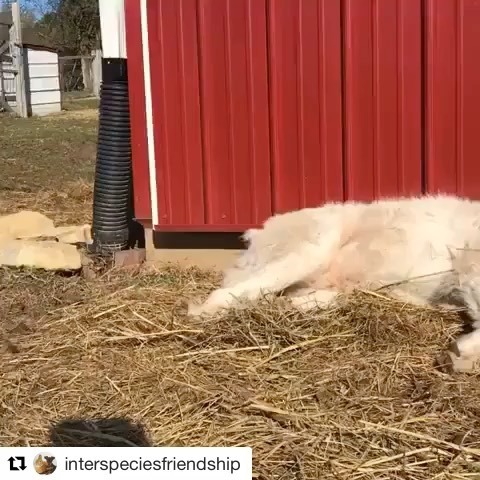 Image from Buddy's Instagram