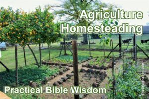 Agriculture on an individual level, homesteading. Practical Bible Wisdom.