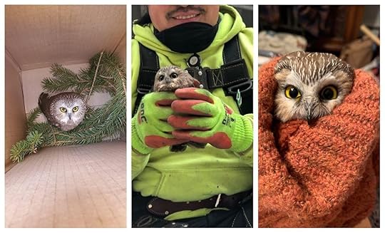 Owl found in Rockefeller Center Christmas tree