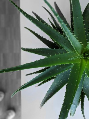 Aloe vera