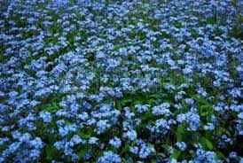 The Warriors Poem: Forget-Me-Not | Foundation Truths