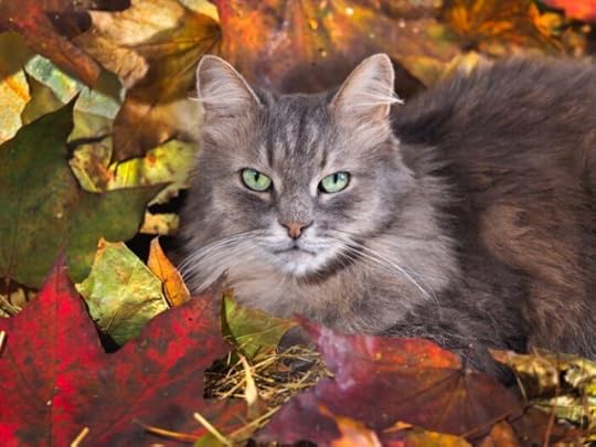 cat-fall-leaves-thanksgiving