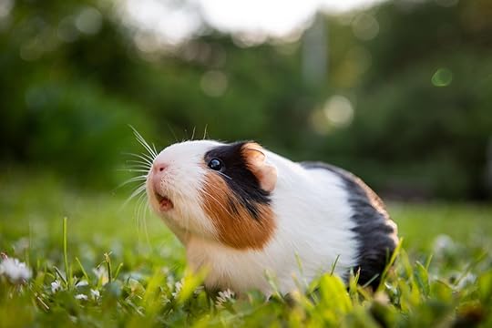 Uncovering the Origin of the Domesticated Guinea Pig – News
