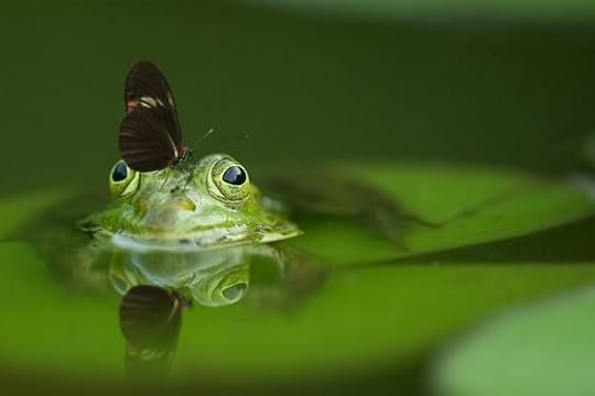 Image: butterfly on green frog in a pond
