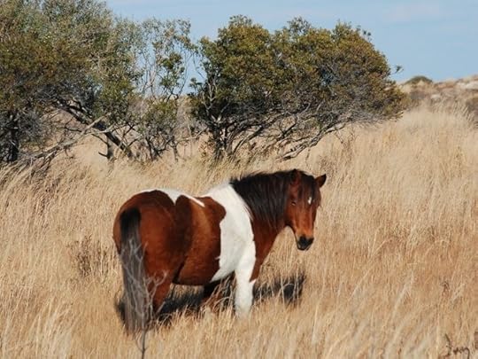 U.S. Uses Birth Control To Rein In Wild Horses : NPR