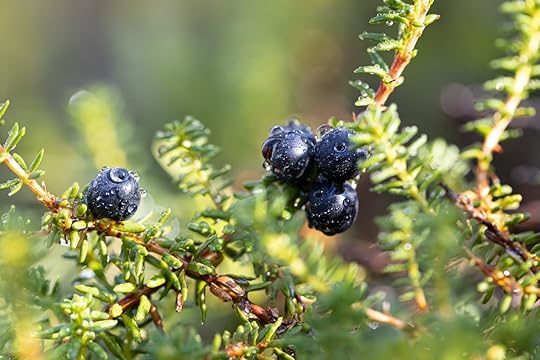 alaskan crowberries