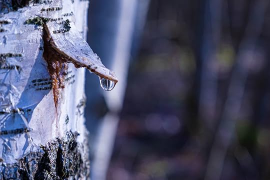 birch tree for syrup