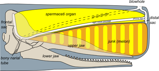 Sperm whale head anatomy (skull cutaway)