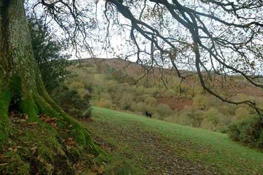In the shadow of Old Oak