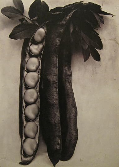 Bean Longpod by Charles Jones