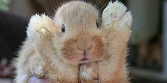 Cute Bunny Rabbit Animal - Image: Public Domain, Pixabay