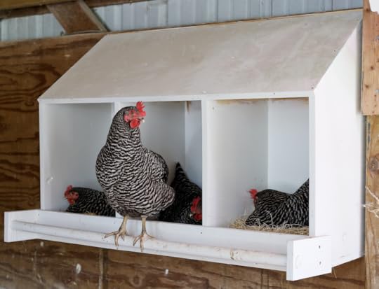 How Many Nesting Boxes Per Chicken