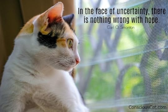 cat-window-uncertainty
