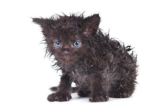 15 Funniest Pictures of Wet Cats | LoveToKnow