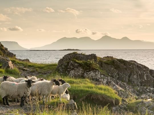 Sheep by the sea - Getty Images