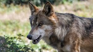 Free picture: forest wolf, shrub, grass, carnivore, nature, predator, brown, fur