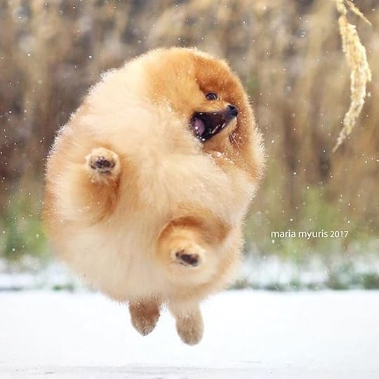 Floof! | Pomeranian dog, Cute pomeranian, Pomeranian puppy