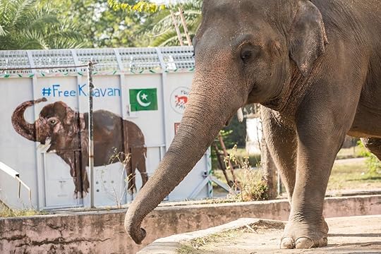 Kaavan the elephant