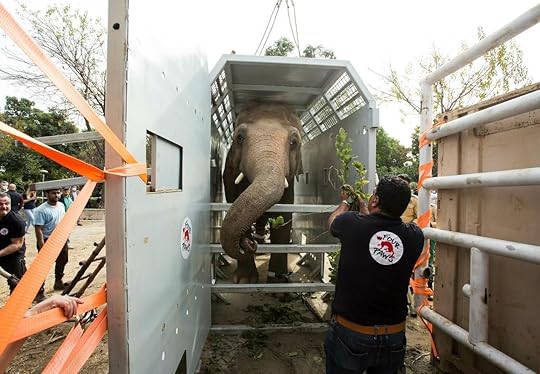 Kaavan the elephant