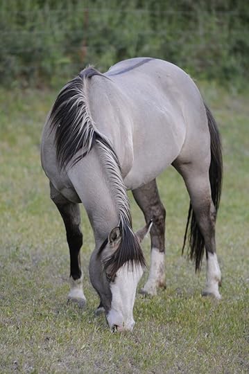beautiful colored horse | Grulla horse, Horses, Animals beautiful