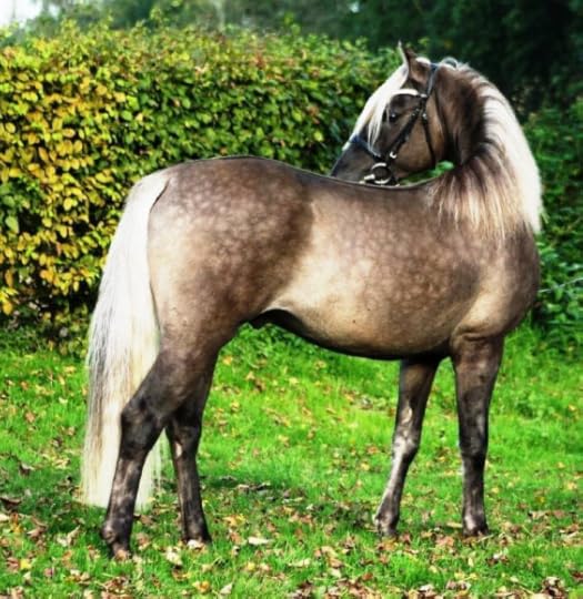 Schaenzer's Silver Lining, a rare 3 yr old silver dapple grullo Morgan stallion who just passed his inspection for the… | Horse breeds, Pretty horses, Unusual horse
