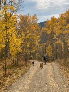 Stacy Gold mountain biking through golden aspen trees with her two dogs