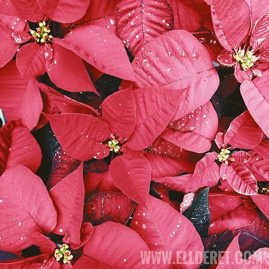 cuetlaxochitl-poinsettia-mexica-history.jpg