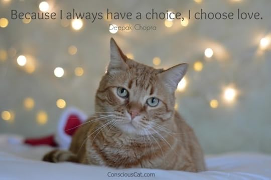cat-holiday-lights