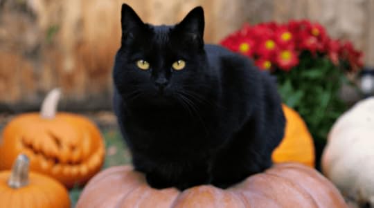 What's the Connection Between Black Cats & Halloween - PrettyLitter