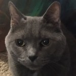 Loki the Cat