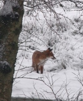 fox in the snow