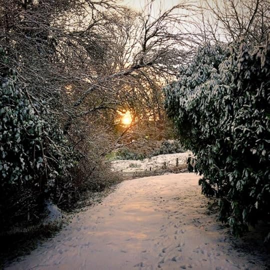 Low sun in the snow