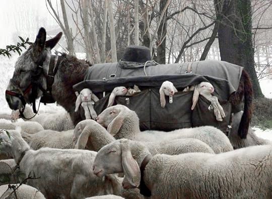 Donkey Nanny, Lombardy, Italy, photographed by Elspeth Kinneir