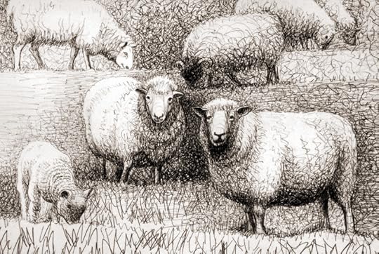 Sheep Studies by Henry Moore